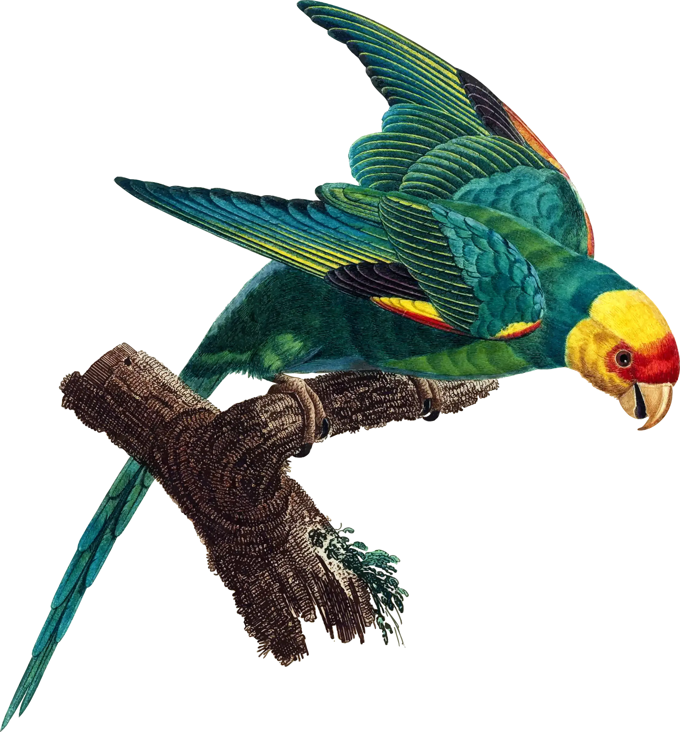 Colorful Tropical Parrot on Branch Illustration
