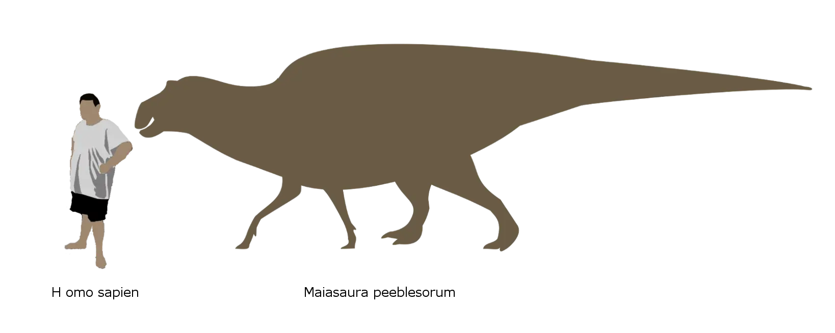 Human and Dinosaur Size Comparison Diagram