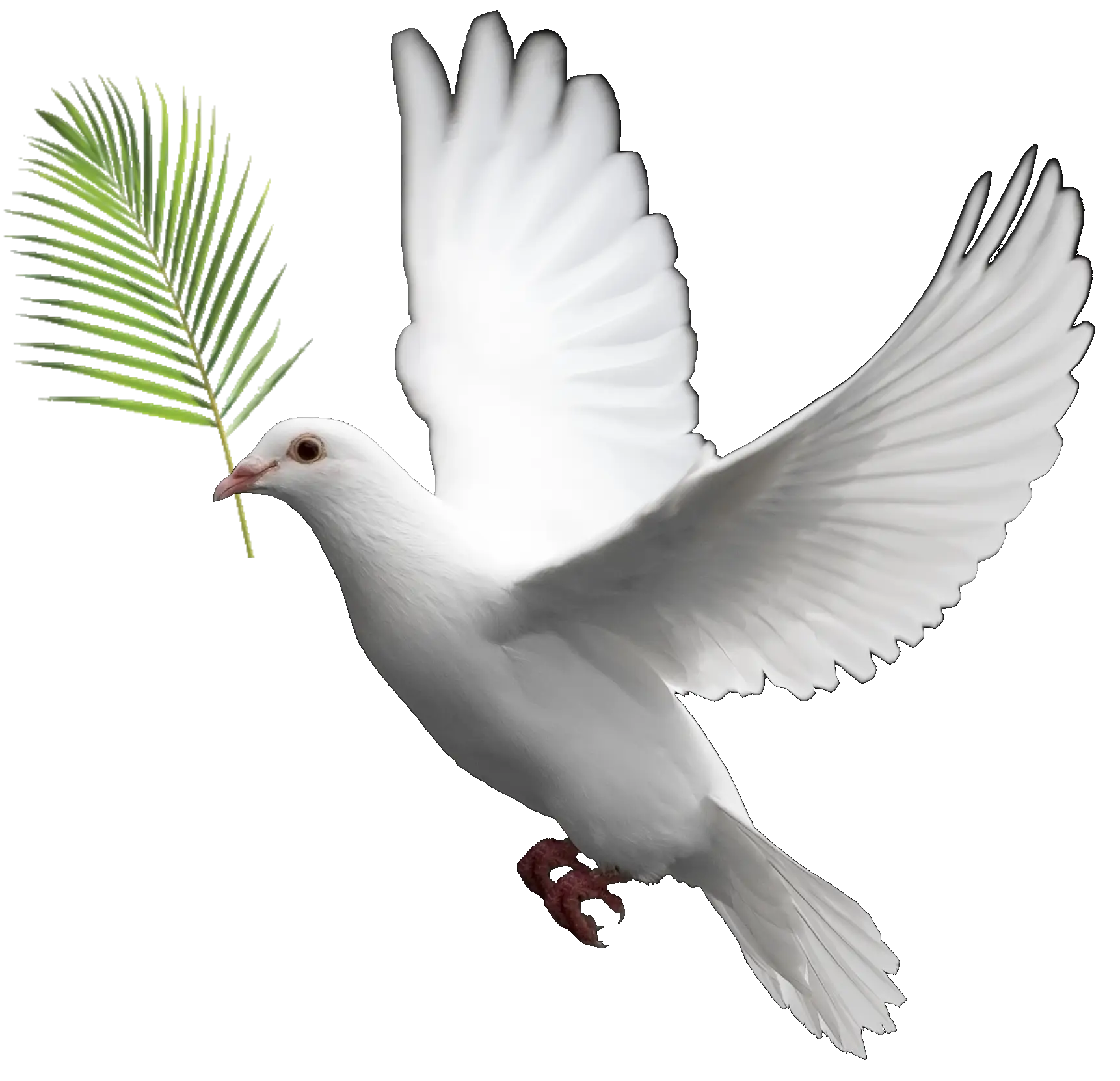 White Dove Carrying an Olive Branch - Peace Symbol