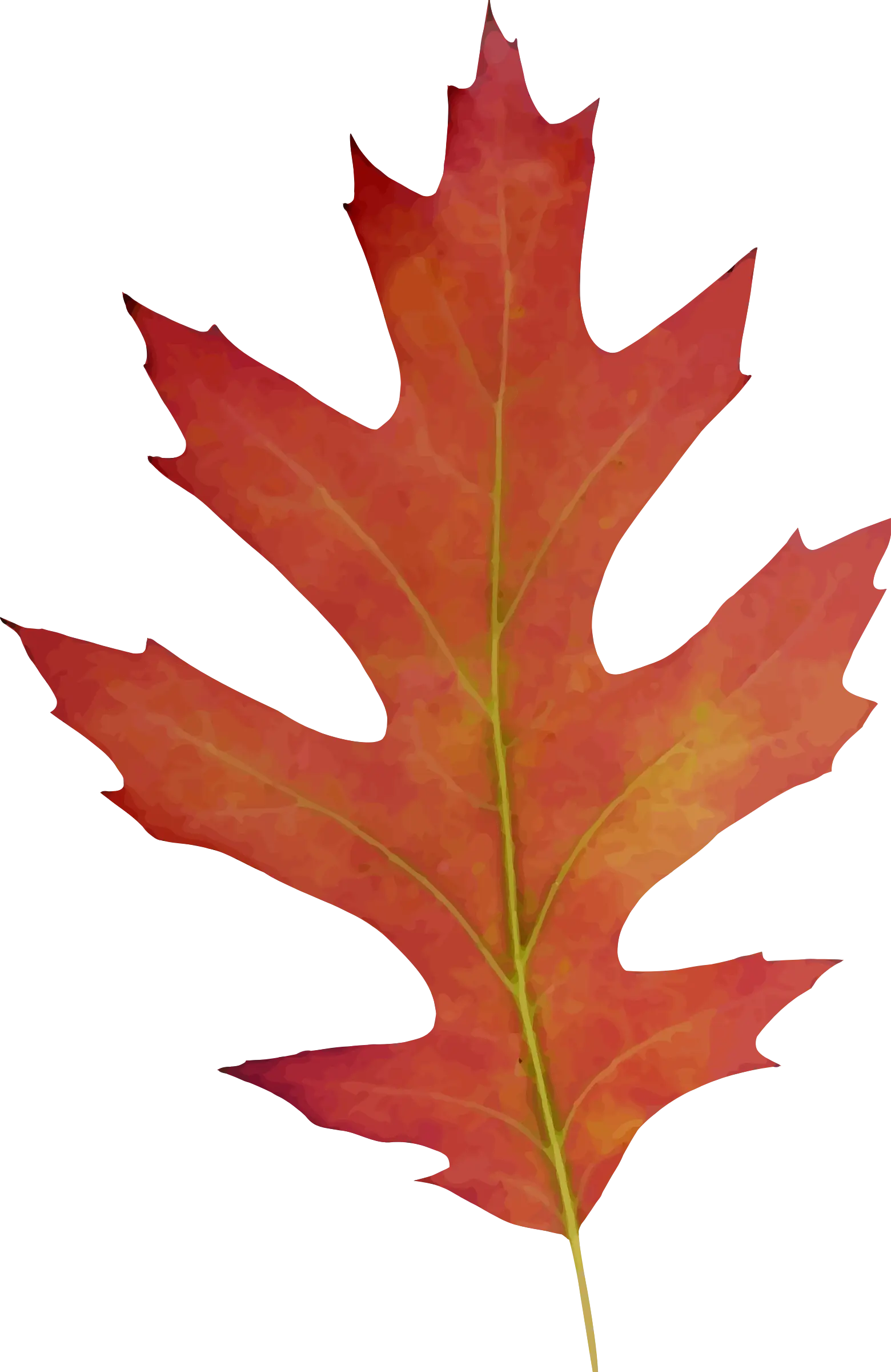 Red Oak Leaf for Autumn Illustration