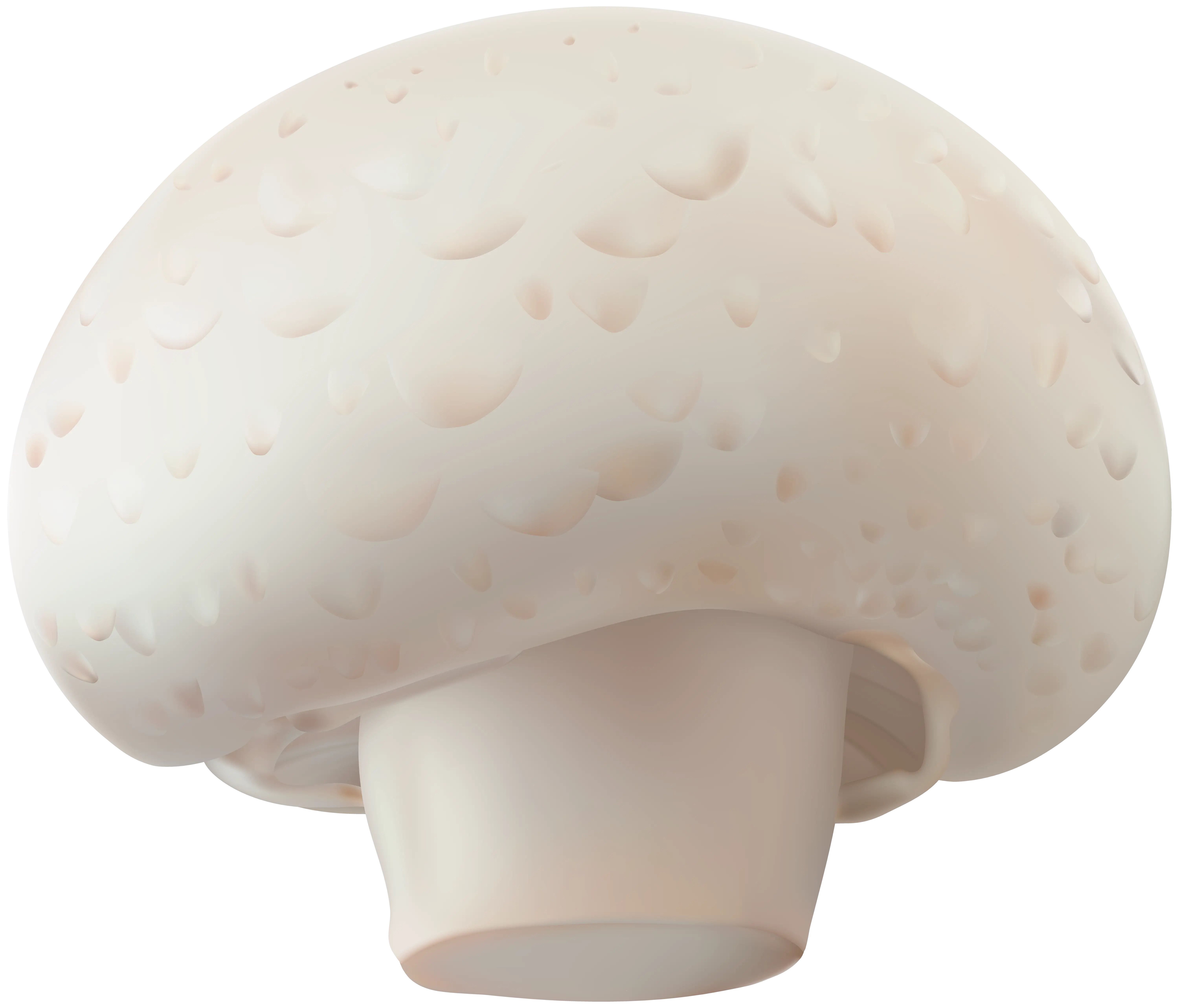 Fresh White Mushroom