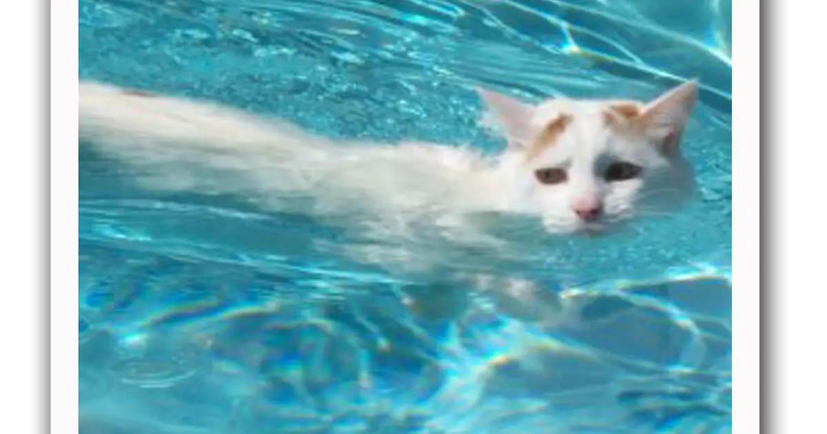 Cat Swimming in Pool