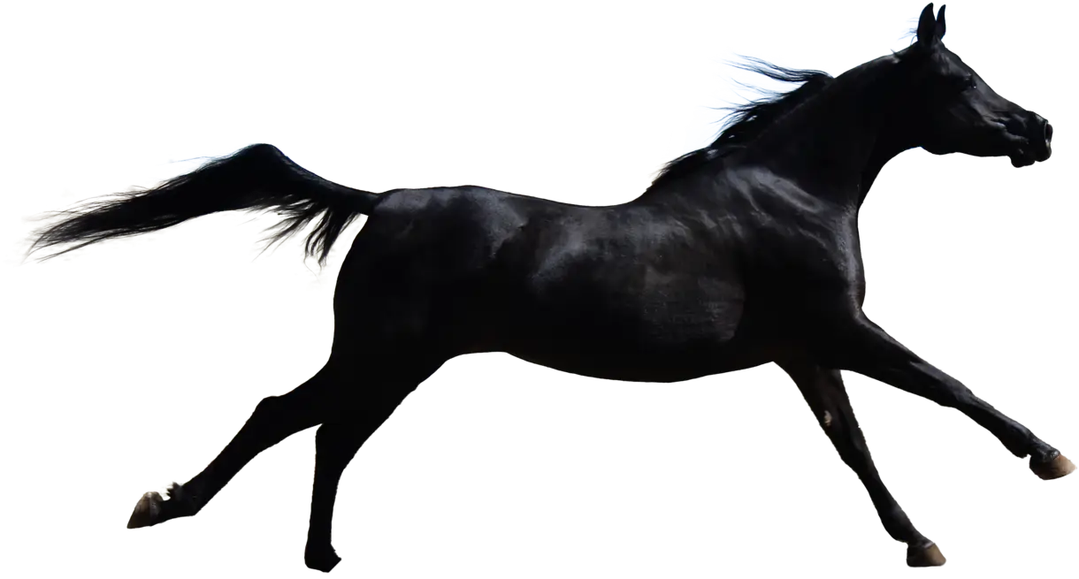 Black Horse Running Gracefully
