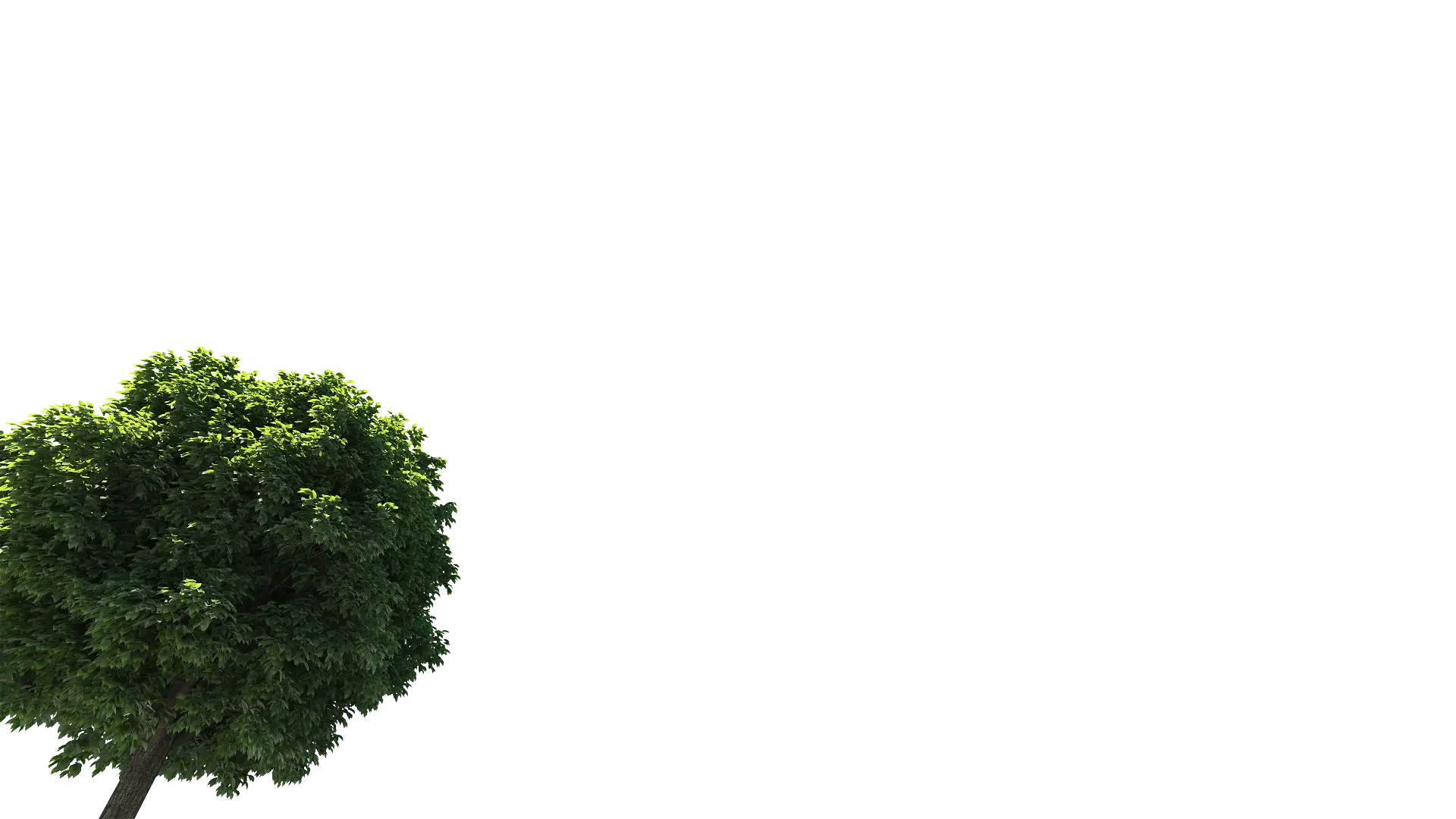 Green Tree with Dense Foliage