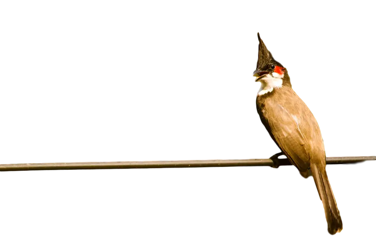 Bird Perched on Wire