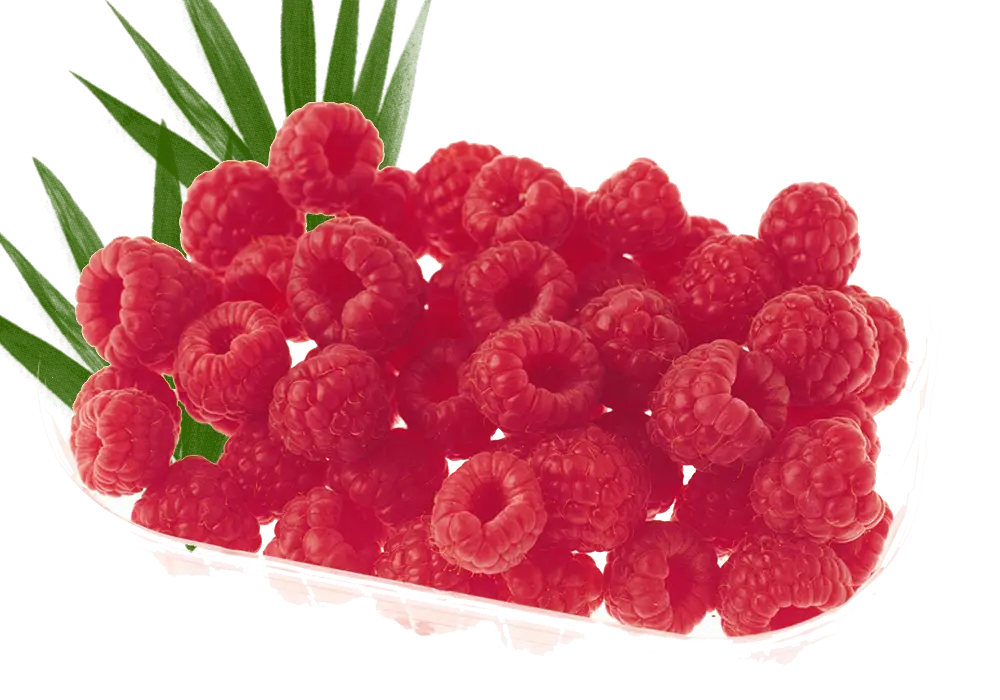 Fresh Red Raspberries