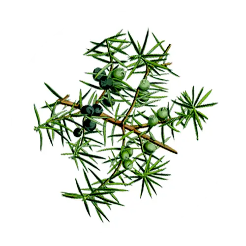 Green Juniper Branch with Berries