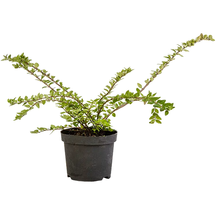 Potted Plant