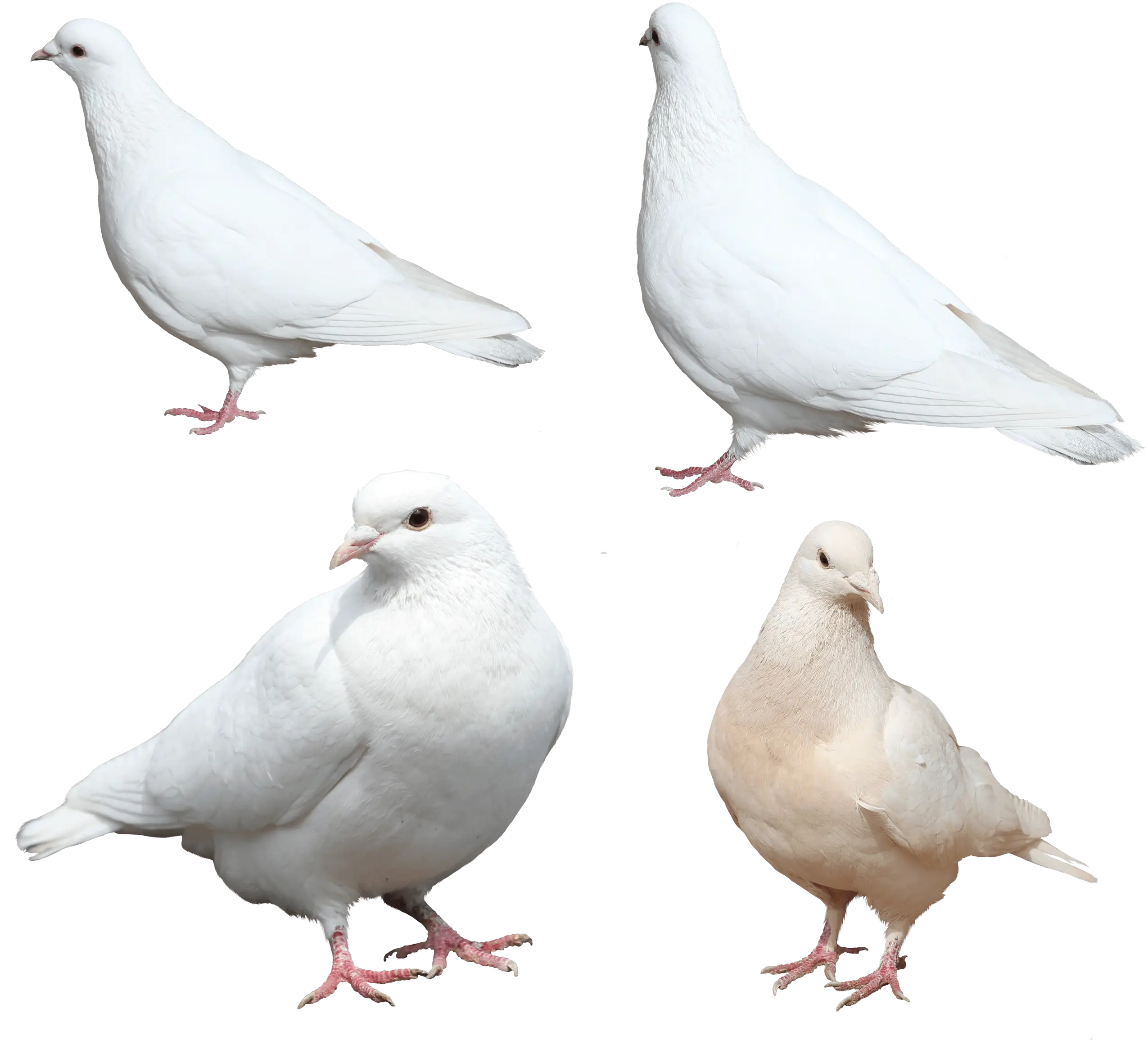 White Pigeons in Various Poses