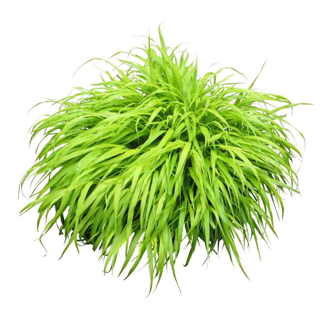 Lush Green Bush with Thin Leaves