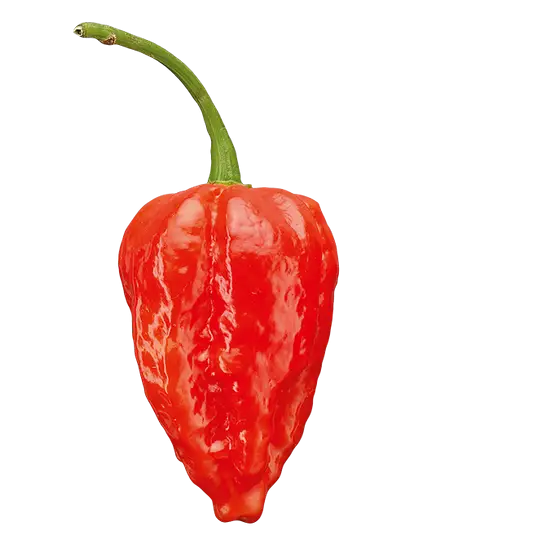 Red Chili Pepper with Stem