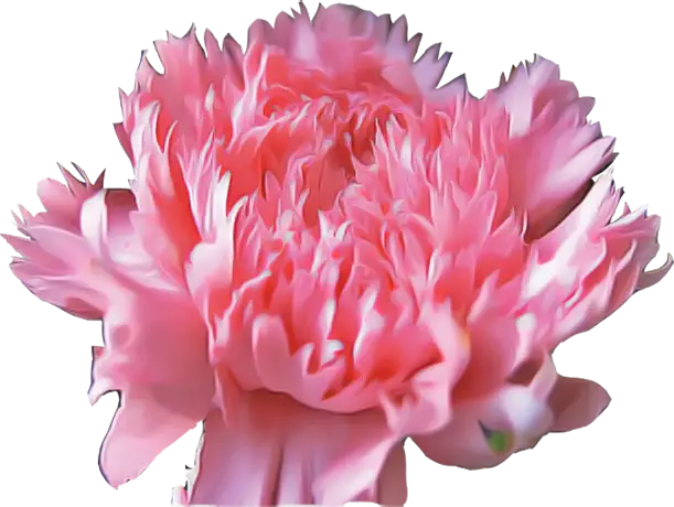 Close-Up of Pink Flower with Detailed Petals