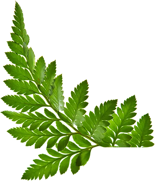 Green Fern Leaf Branch