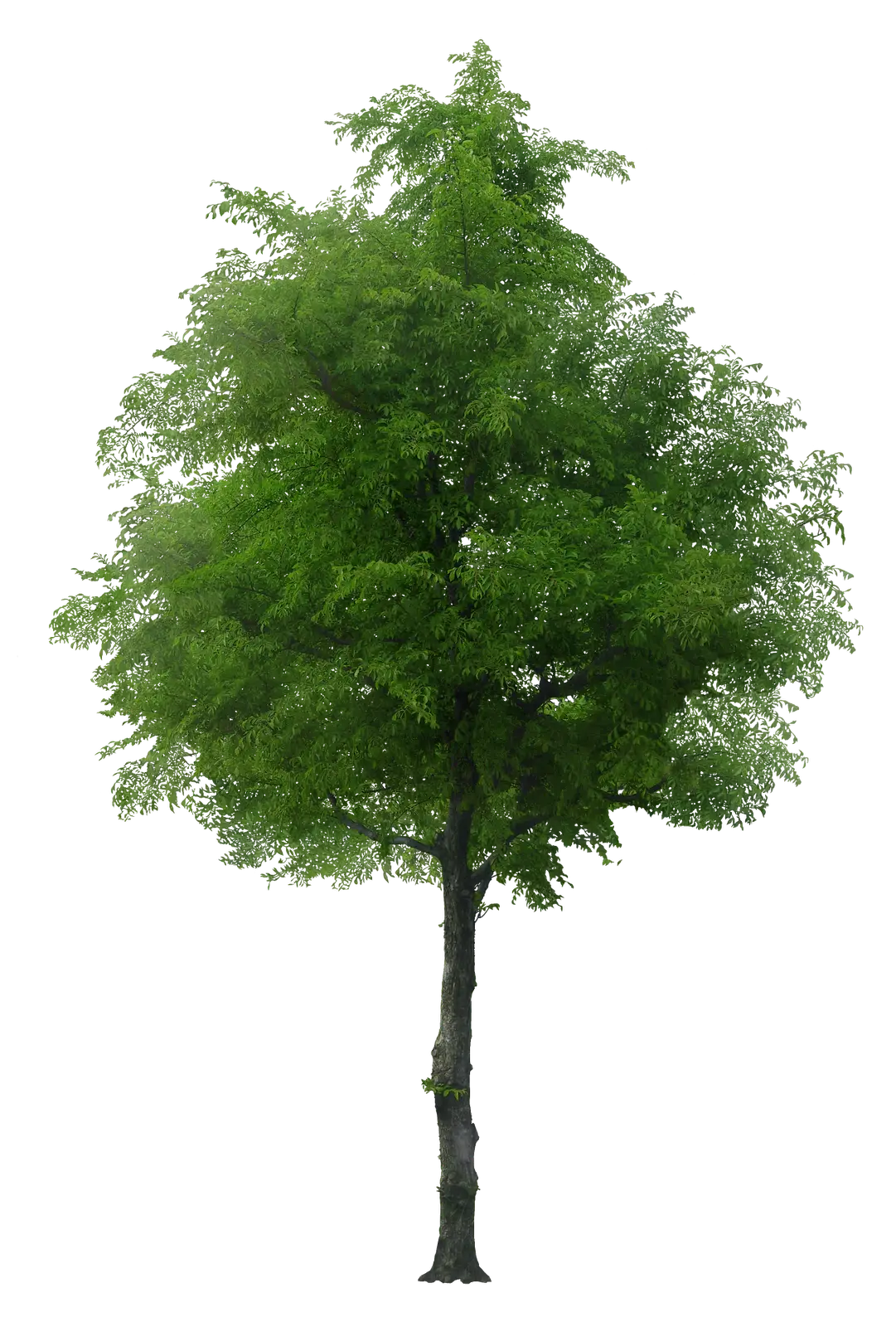 Tall Green Tree with Dense Leaves