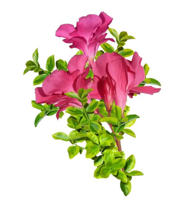Pink Flowers with Green Leaves