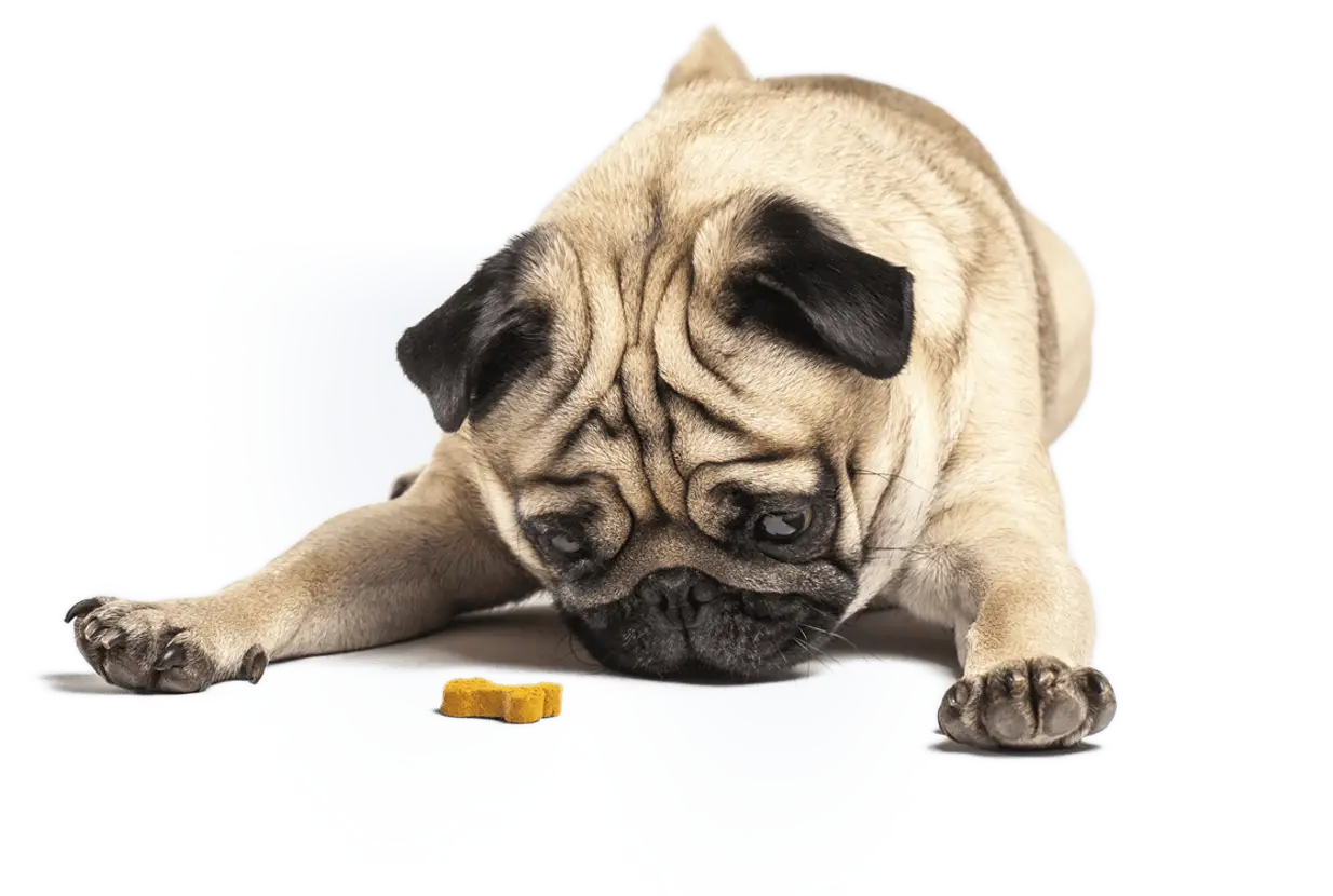 Pug Staring at Treat