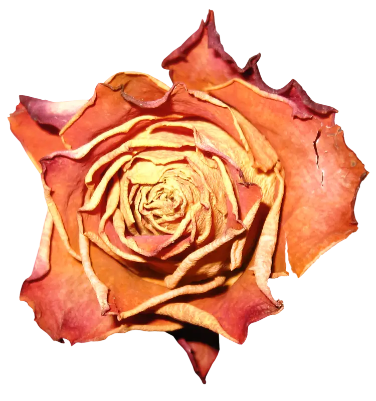Detailed Dried Rose Illustration