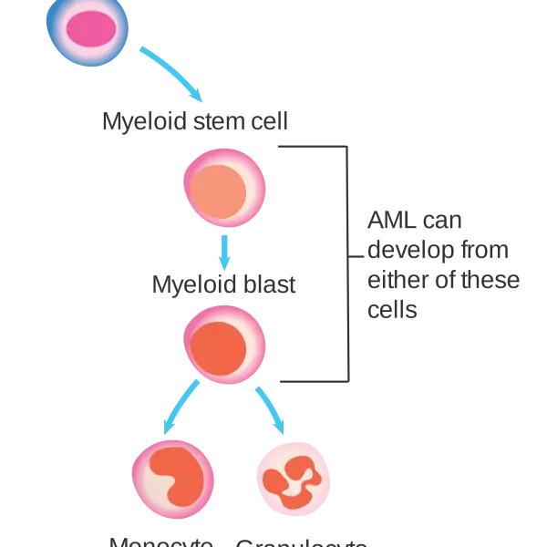 Diagram of Cell Development Process