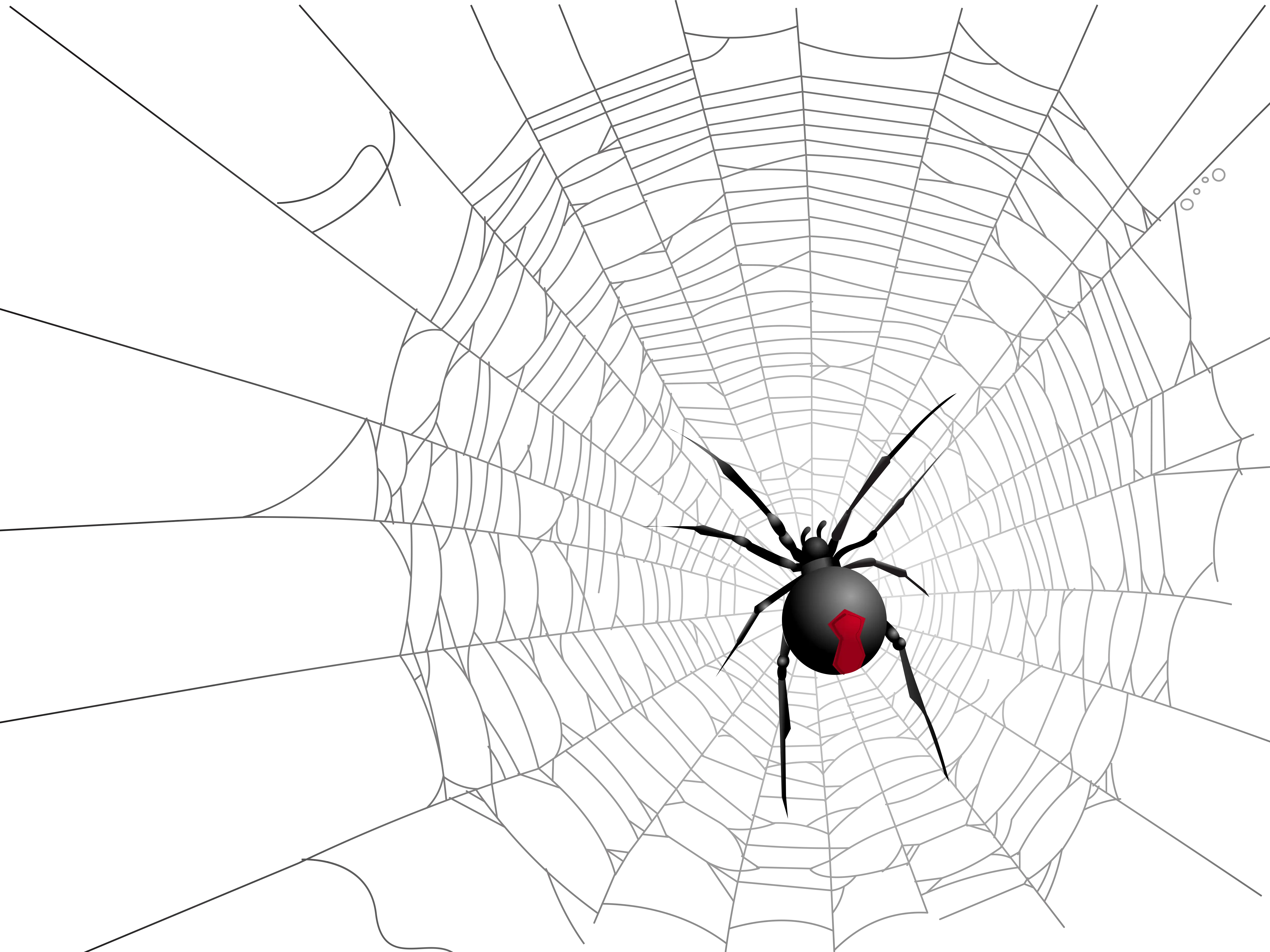 Spider on Web