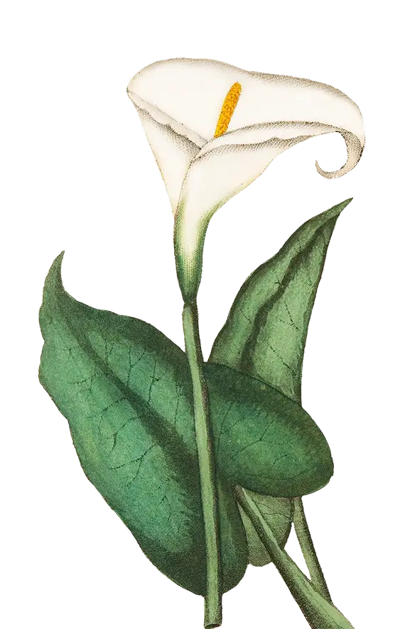 White Calla Lily with Green Leaves