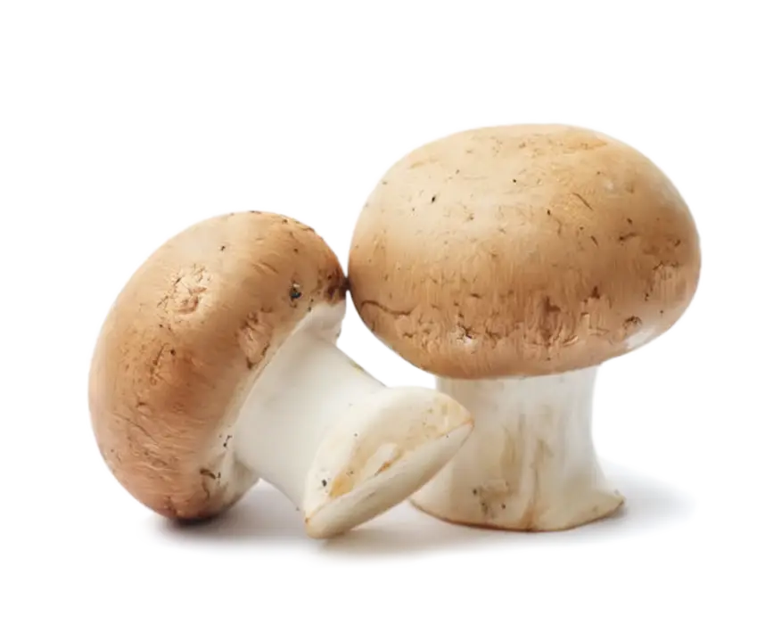 Fresh Edible Mushrooms
