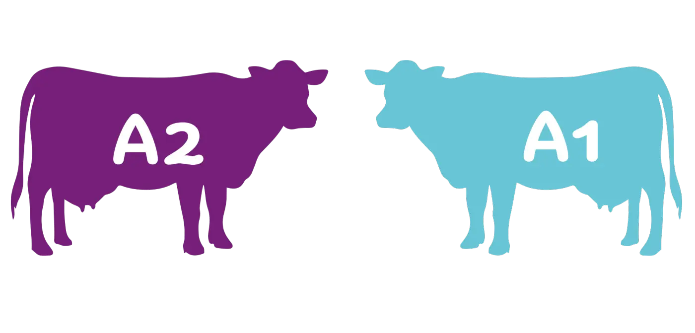 A1 and A2 Cows Illustration