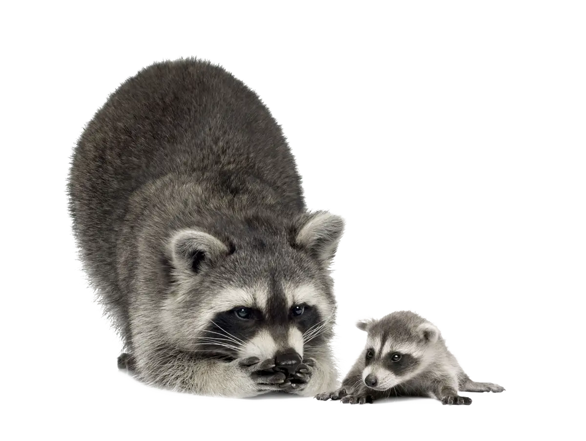 Mother and Baby Raccoon in Wildlife Illustration