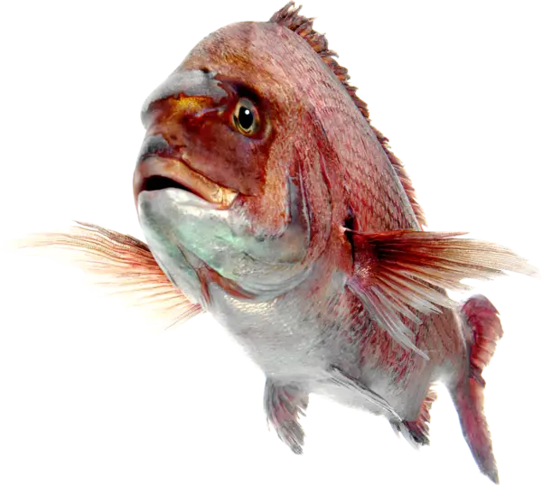 Red Fish Illustration in Detail