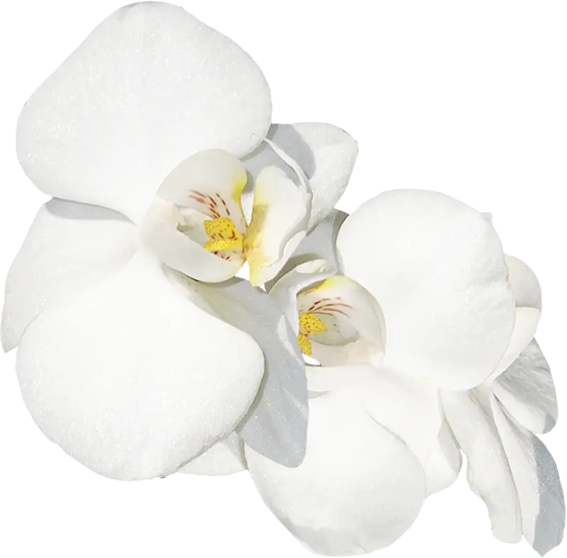 White Orchid Flowers