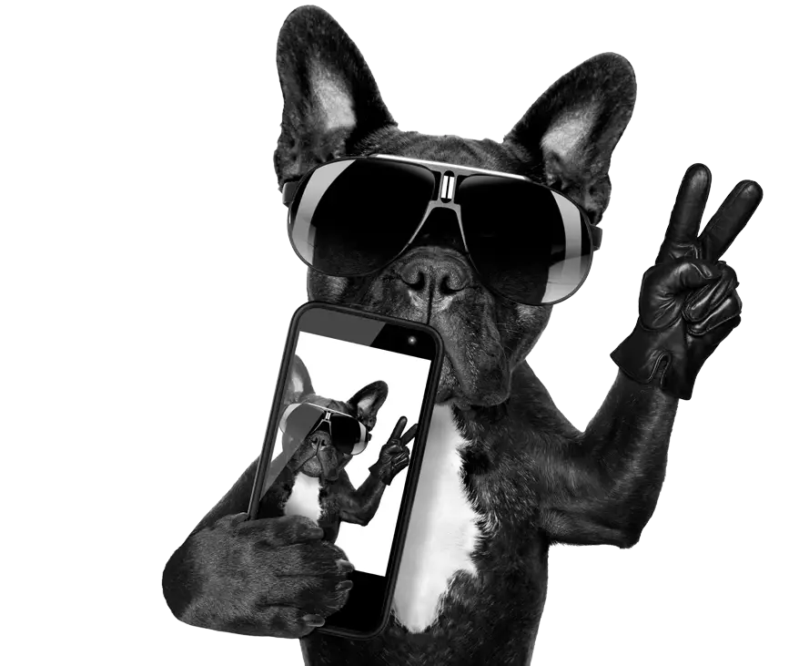 Cool Dog Taking a Selfie with Sunglasses