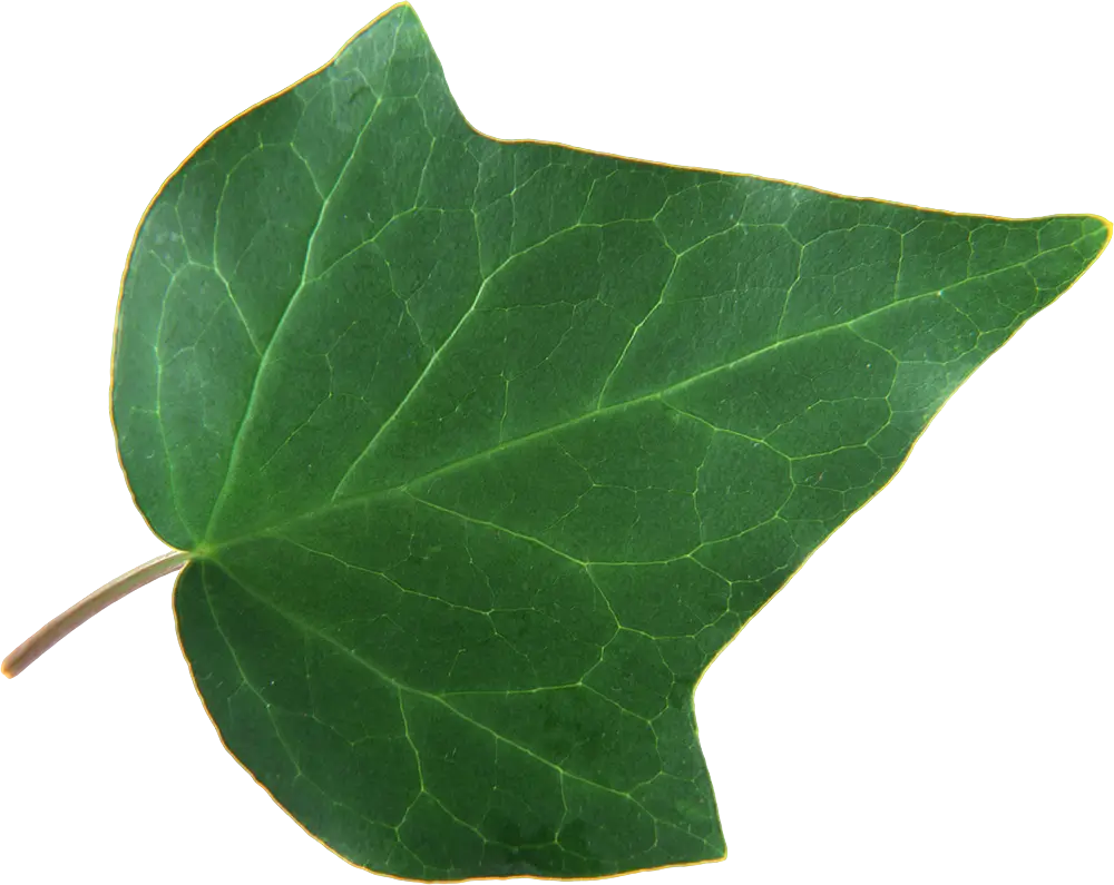 Bright Green Ivy Leaf