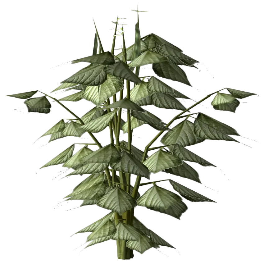 Green Leafy Plant