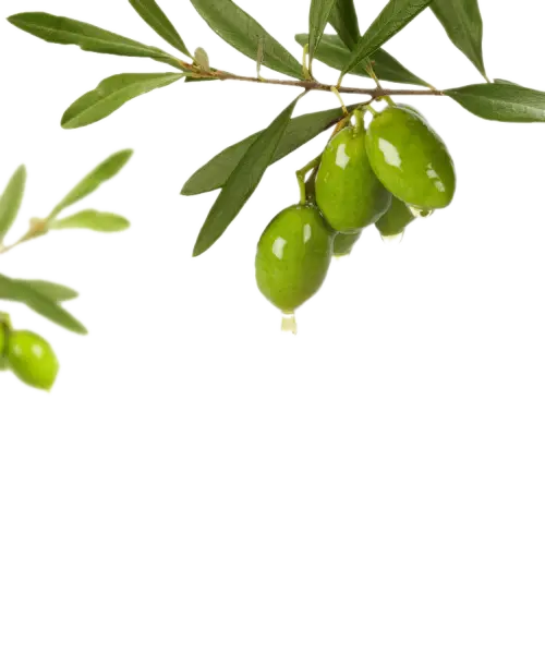 Green Olives on a Branch for Fresh Produce