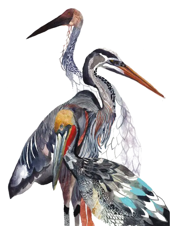 Colorful Birds with Long Beaks