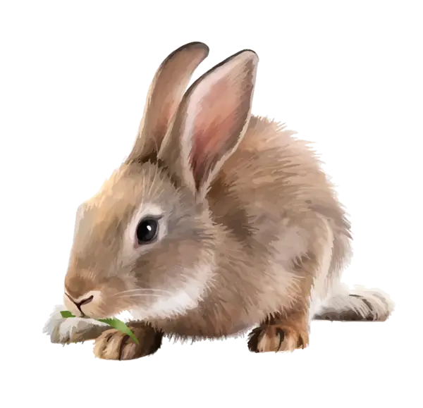 Cute Brown Rabbit Eating Grass Illustration