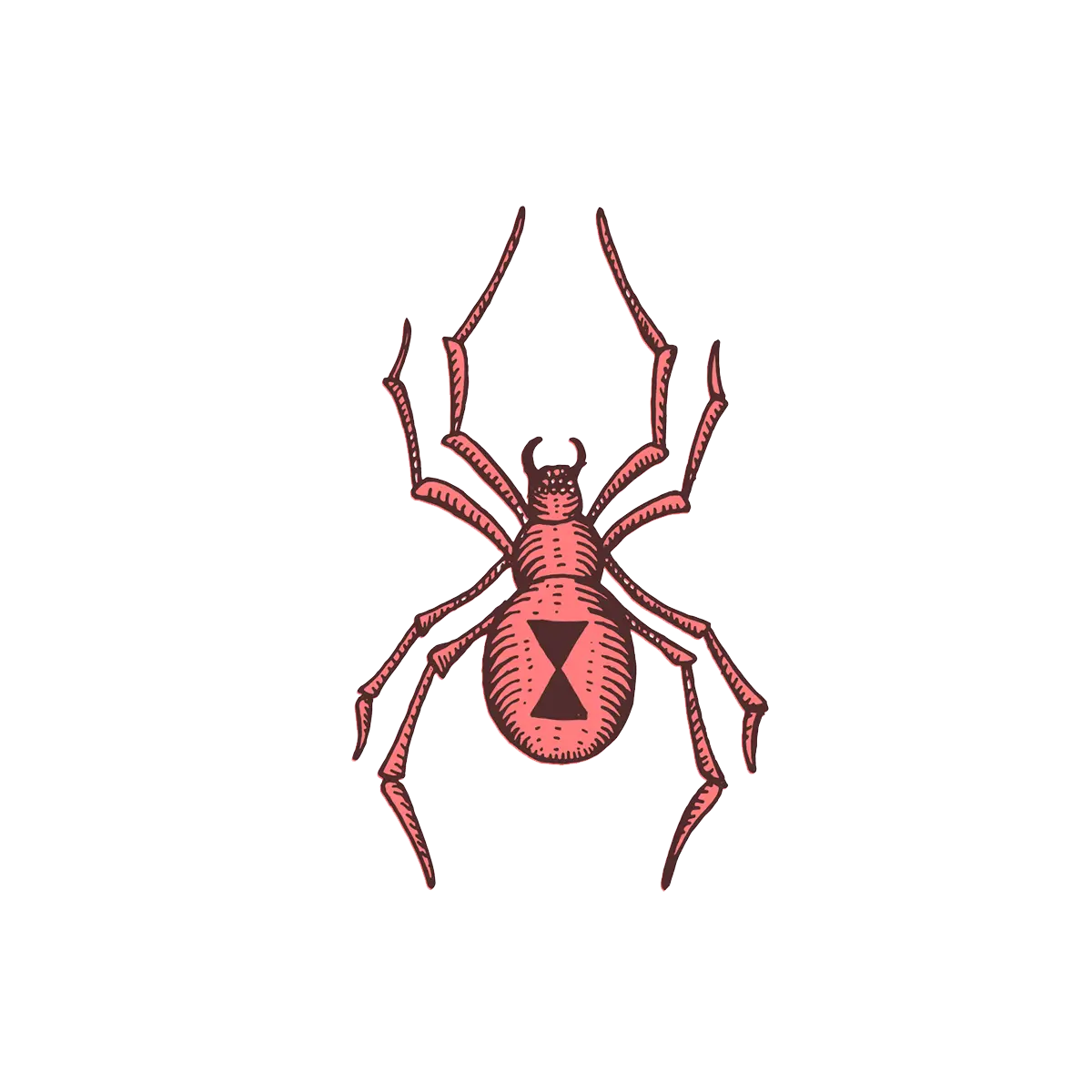 Red Spider Illustration