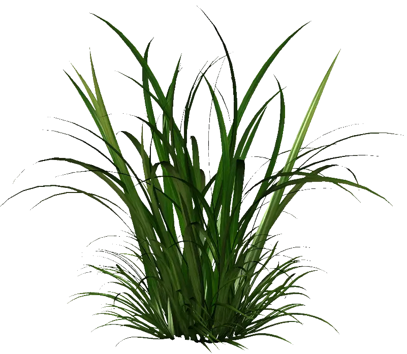 Green Grass Bush