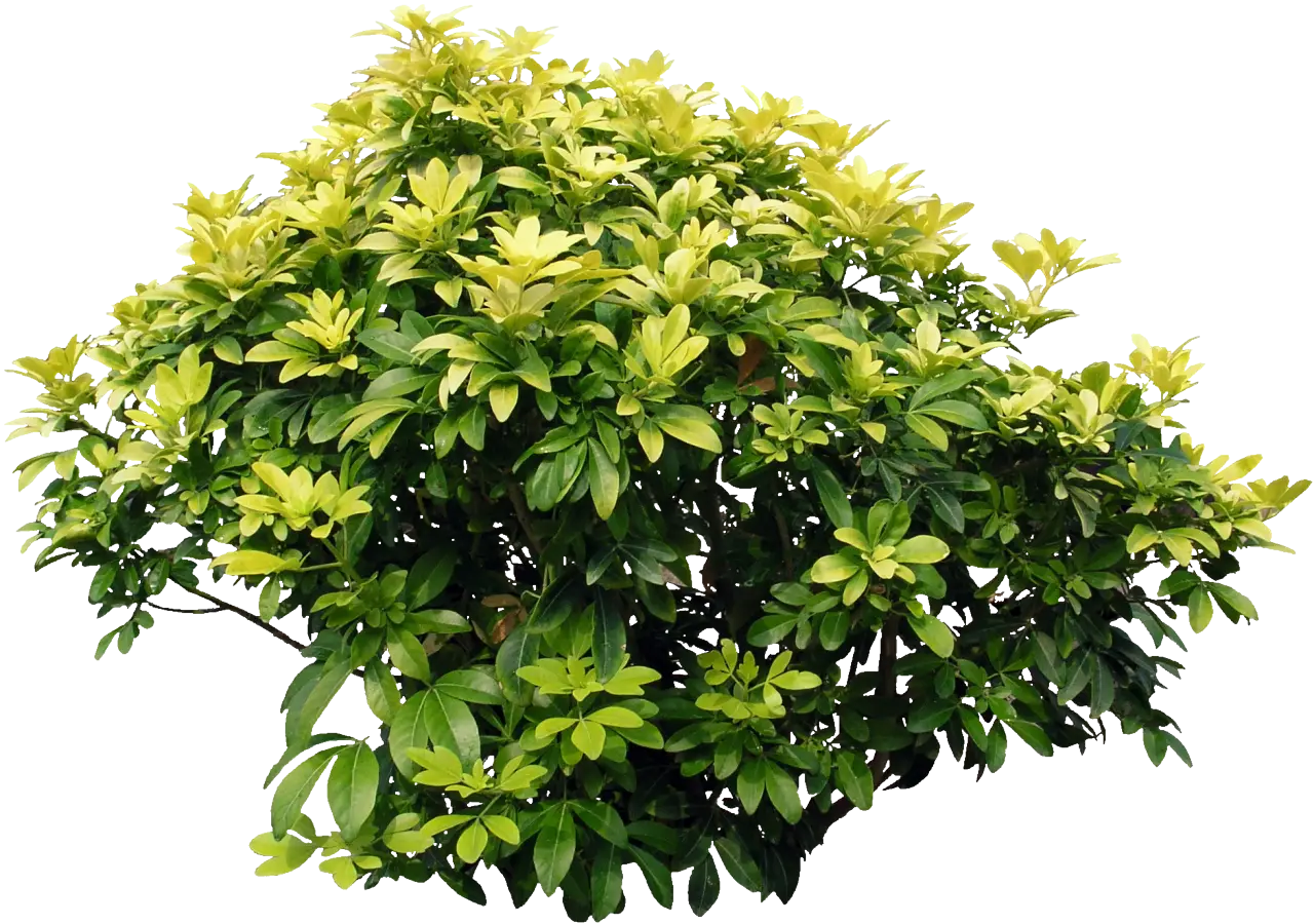 Green Bush with Yellow Leaves