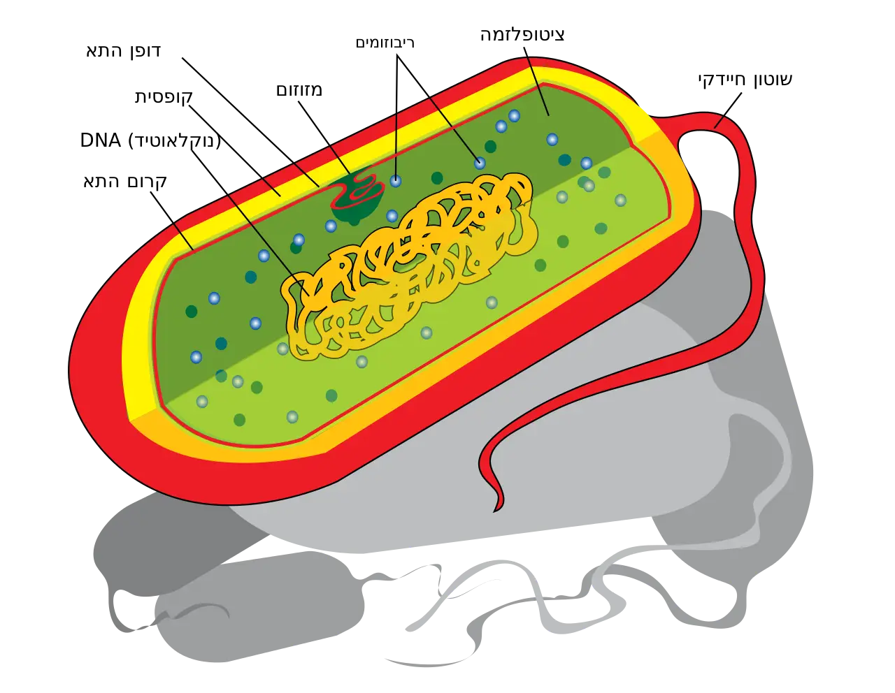 Diagram of a Bacterial Cell