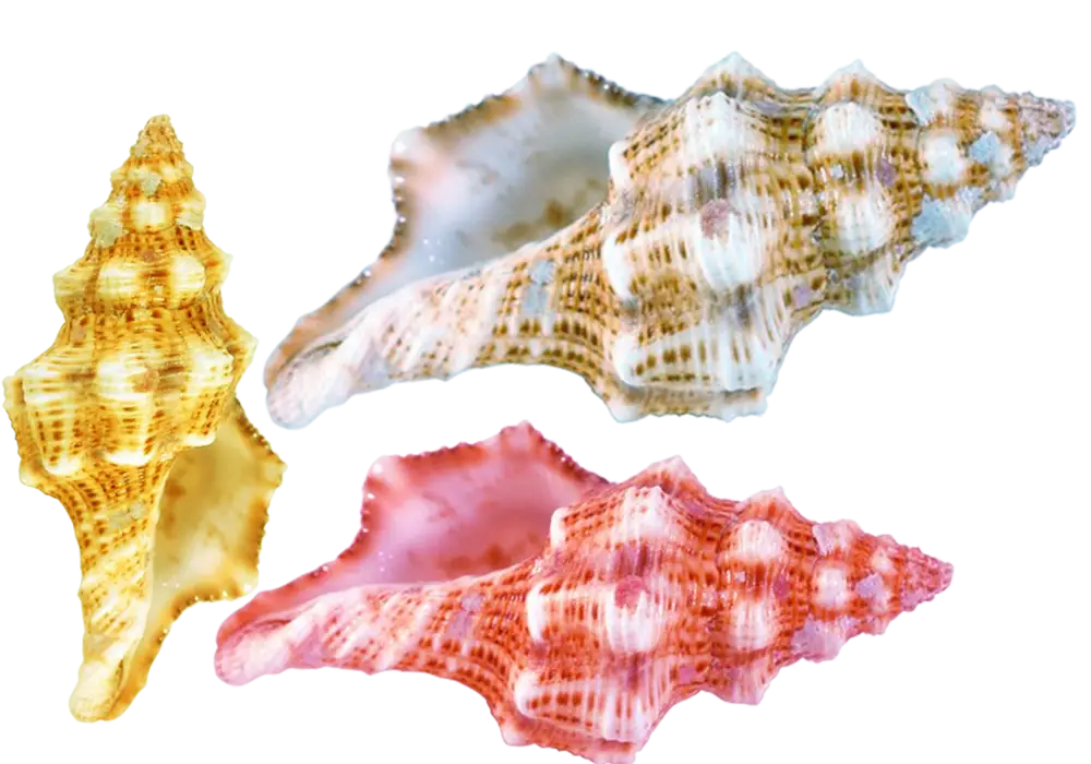 Colorful Seashells with Textured Patterns