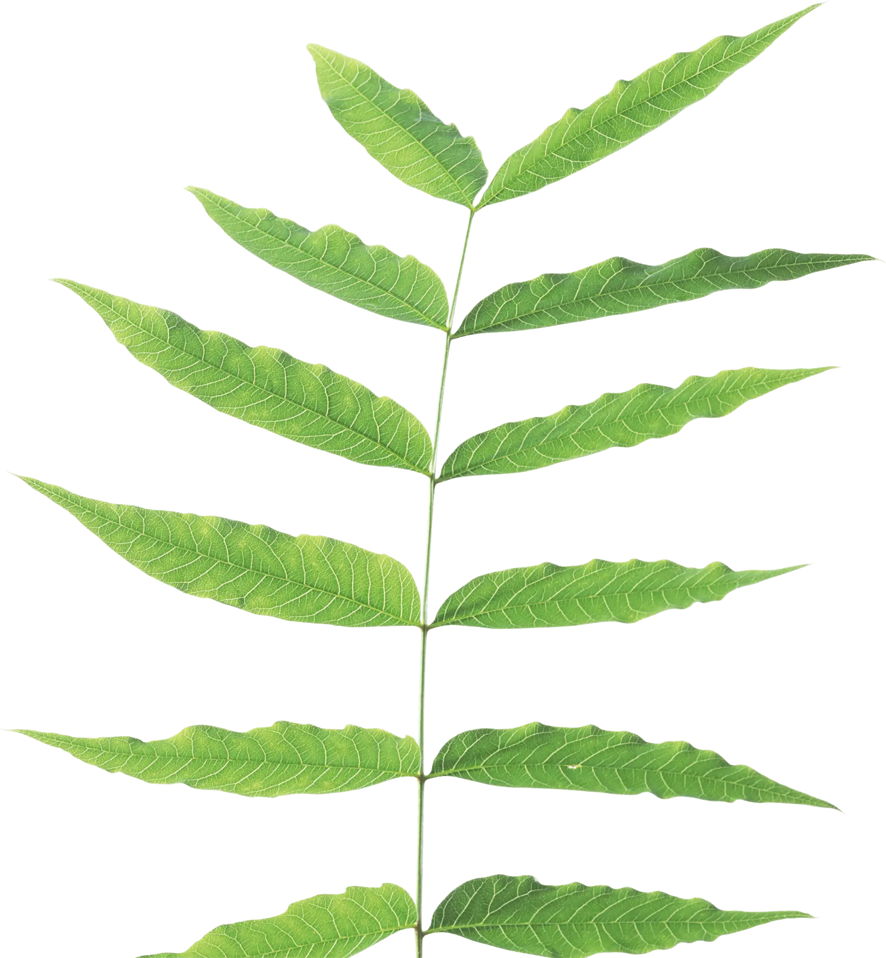 Green Leaf Branch