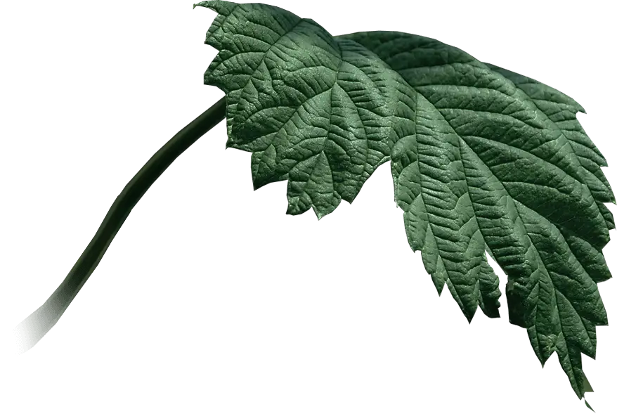 Green Leaf Close-up with Textured Details
