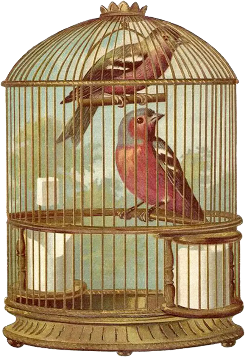 Two Birds in Vintage Cage