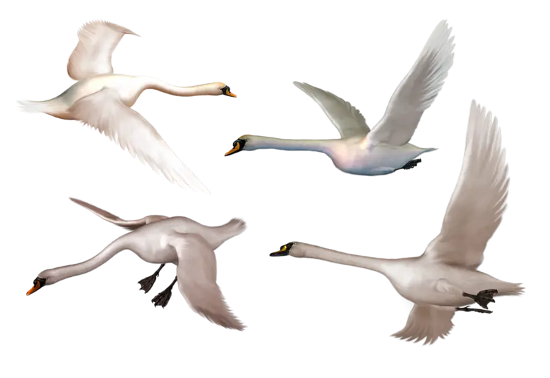 Graceful Flying Swans