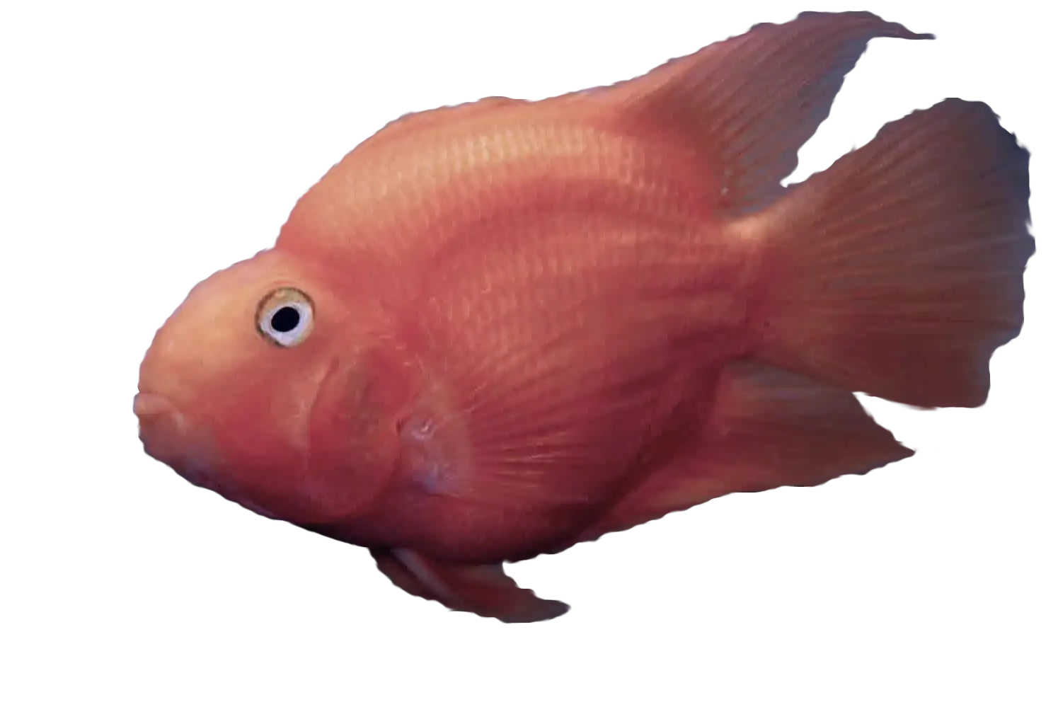 Red Fish Illustration for Aquatic Themes