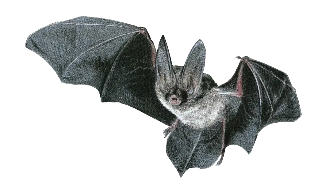 Bat with Wings Spread Nocturnal View
