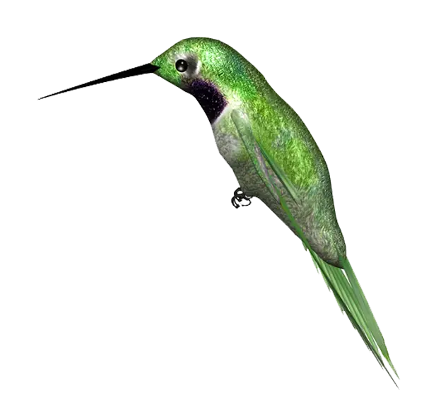 Vivid Green Hummingbird in Profile