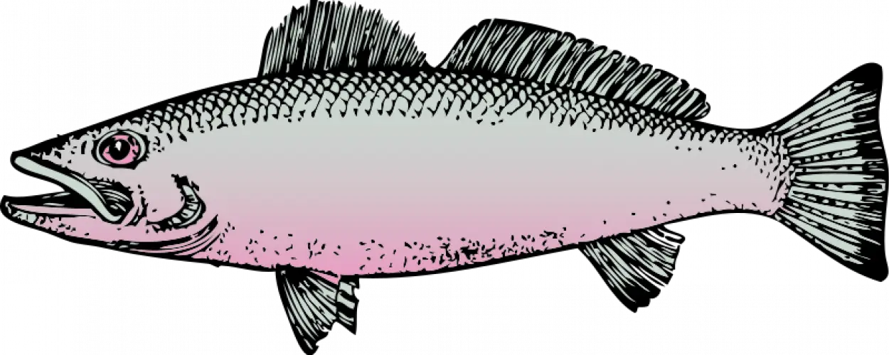 Illustration of a Fish