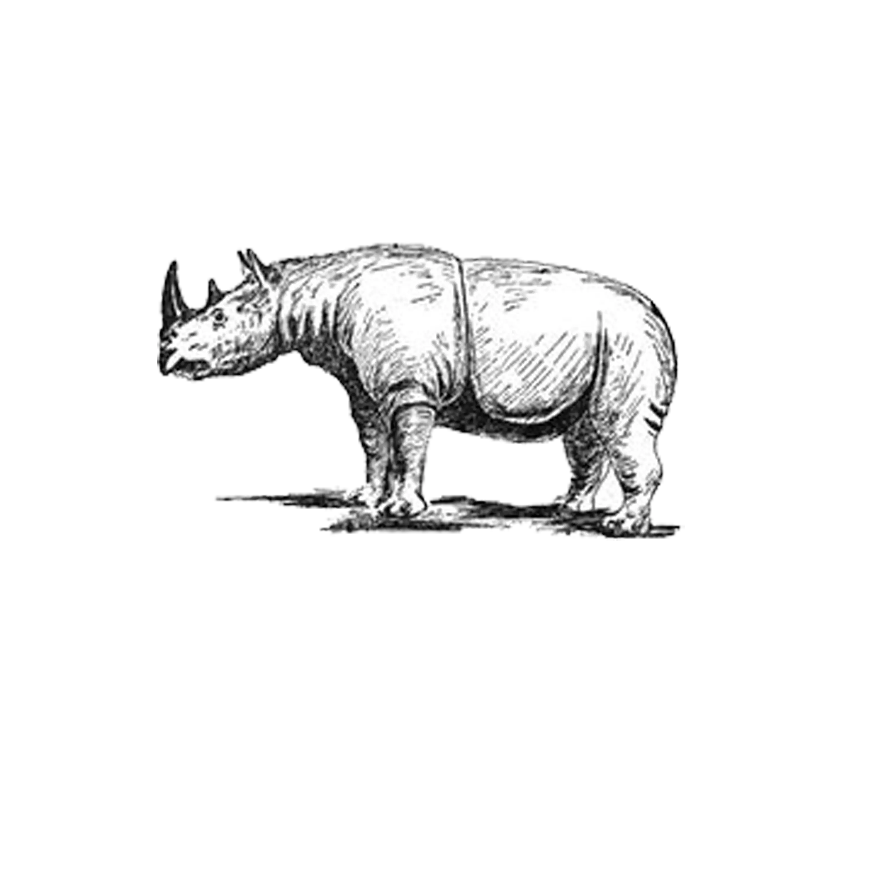 Black and White Sketch of a Rhinoceros