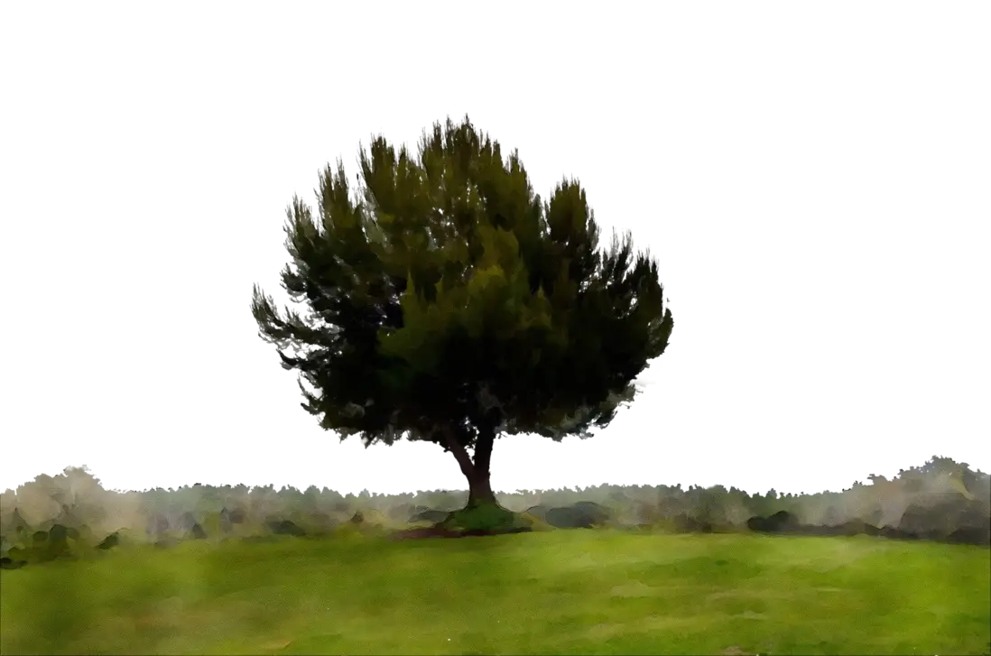 Tree on Green Field Illustration